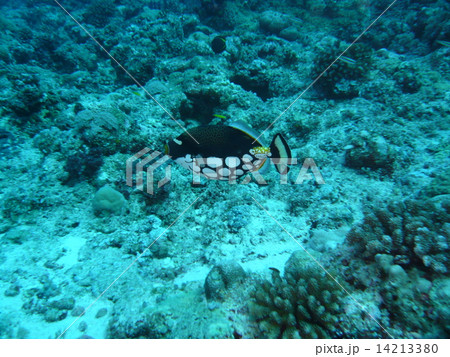 派手だけど臆病なモンガラカワハギ 派手だけど臆病なモンガラカワハギ 14213380