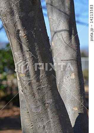 ヤマボウシ（山法師） 14213583