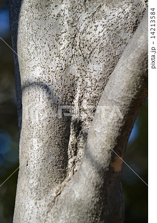 ヤマボウシ(山法師) ヤマボウシ(山法師) 14213584