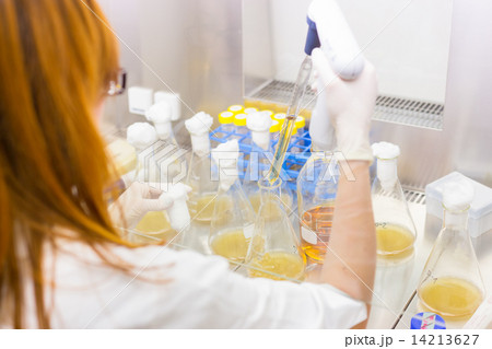 Life scientist researching in the laboratory. Life scientist researching in the laboratory. 14213627