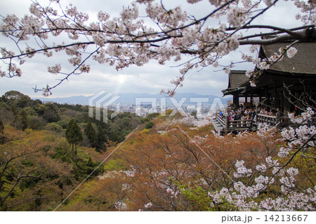 満開の桜と清水寺本堂舞台 14213667