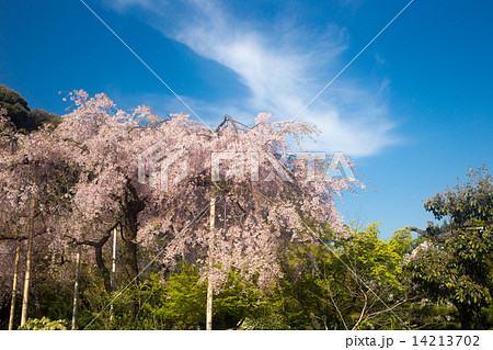 法金剛院、日本晴に待賢門院桜 14213702