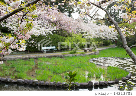 梅宮大社神苑、勾玉池の八重桜 梅宮大社神苑、勾玉池の八重桜 14213705