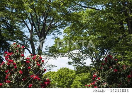 シャクナゲ 14213838