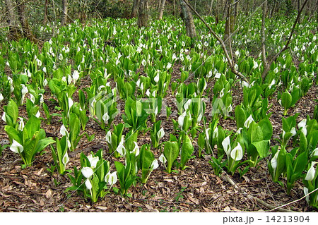 水芭蕉 水芭蕉 14213904