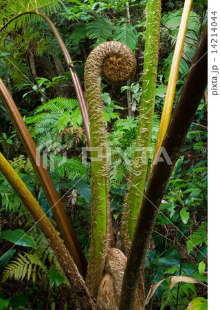 やんばるの森・ヒカゲへゴの新芽 やんばるの森・ヒカゲへゴの新芽 14214044