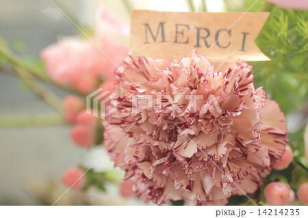 カーネーション カーネーション 14214235