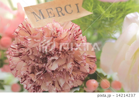 カーネーション 14214237