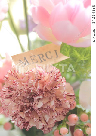 カーネーション カーネーション 14214239