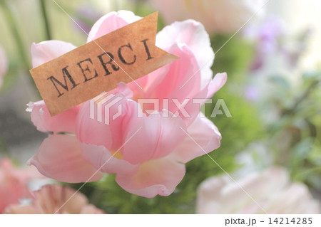 チューリップ 14214285