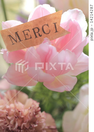 チューリップ 14214287