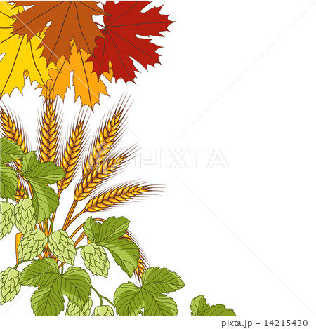 Illustration of leaves, wheat, hops. Vector bacground. Illustration of leaves, wheat, hops. Vector bacground. 14215430