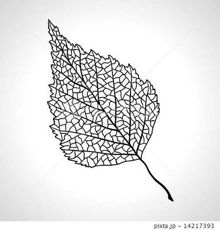 Black macro leaf of birch tree isolated. Black macro leaf of birch tree isolated. 14217393