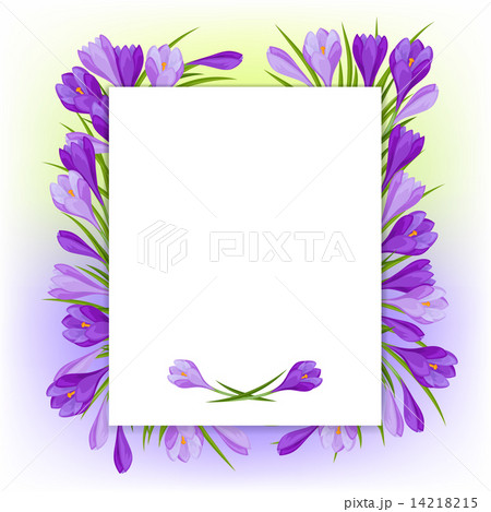 Spring flowers crocus natural background 14218215