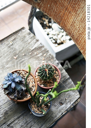 Cactus pot decoration Cactus pot decoration 14218301