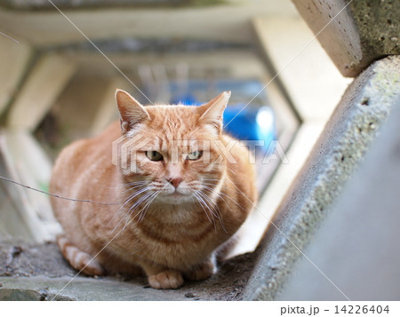 物陰に潜む猫 14226404