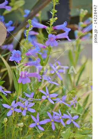 ペンステモンとイソトマ ペンステモンとイソトマ 14228447