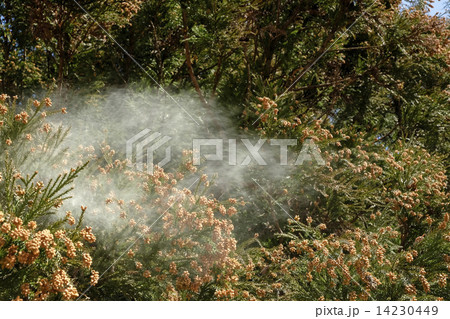 春の杉花粉飛散　花粉　杉　 14230449