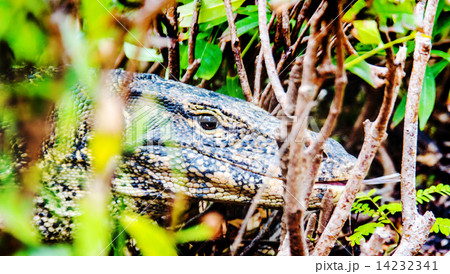 Varanus salvator on natural field 14232341