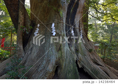 神崎神社の大クスー０４ 14236464