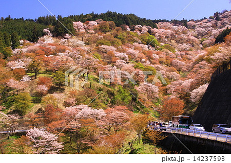 吉野山（奈良）上千本　満開の桜 14237593
