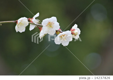 緑バックの白梅一枝 14237826