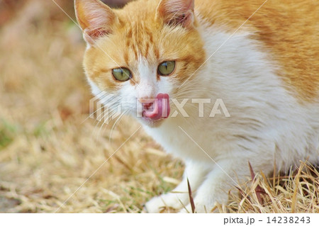 野に棲む猫さん・獲物を見つけたよと言いたげな茶トラ猫・横位置 14238243