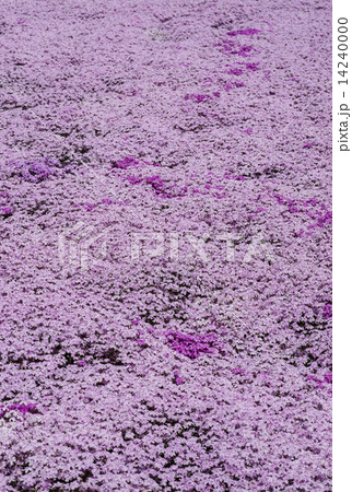 芝桜 14240000