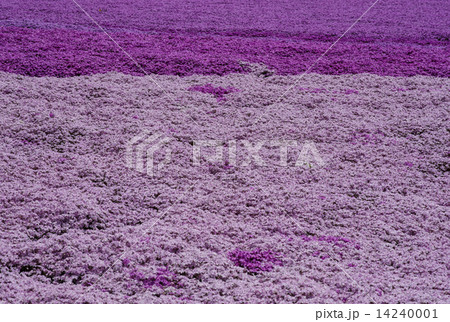 芝桜 14240001