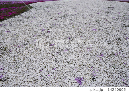 芝桜 芝桜 14240006