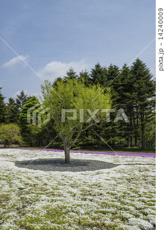 芝桜 芝桜 14240009