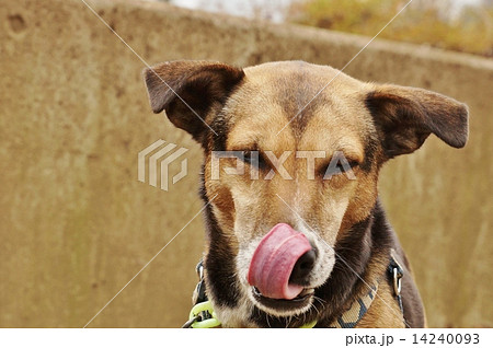 犬の挨拶 挨拶代り の舌ペロリ 横位置の写真素材
