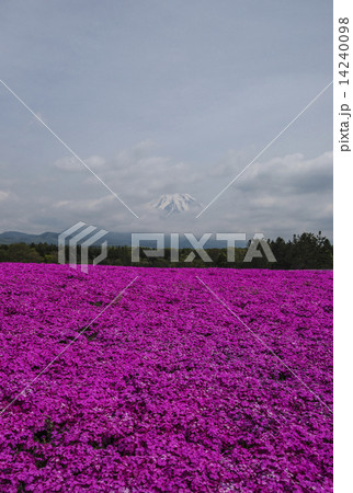 芝桜と富士山 14240098