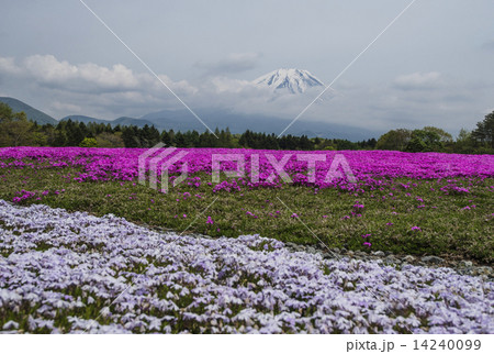 芝桜と富士山 14240099
