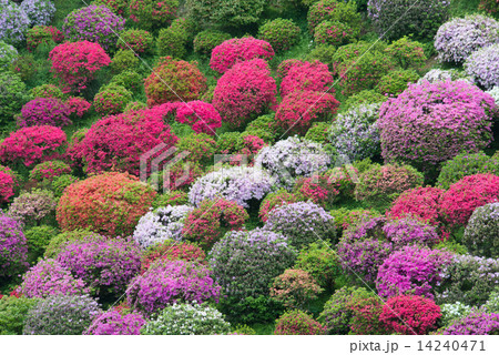 つつじの花園 14240471