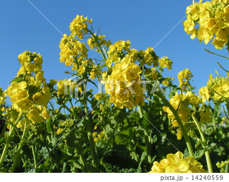 寒咲き菜花の花シュンライが沢山咲いています 寒咲き菜花の花シュンライが沢山咲いています 14240559