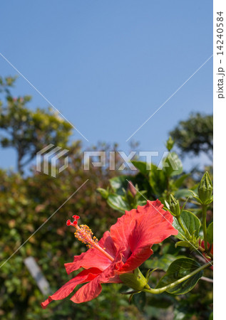 ハイビスカス 14240584