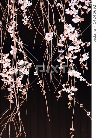 しだれ桜 14240692