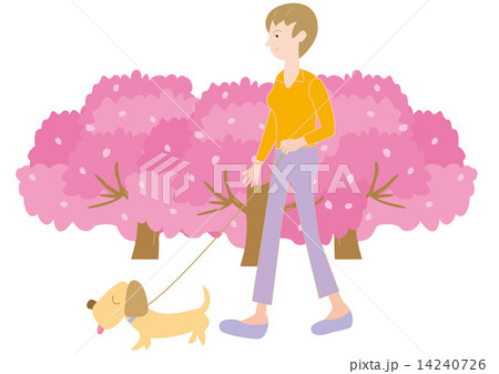 桜と犬を連れて散歩をする女性のイラスト素材