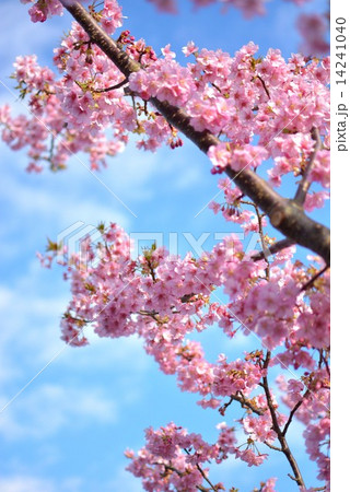 春彩 (1-b) 春彩 (1-b) 14241040