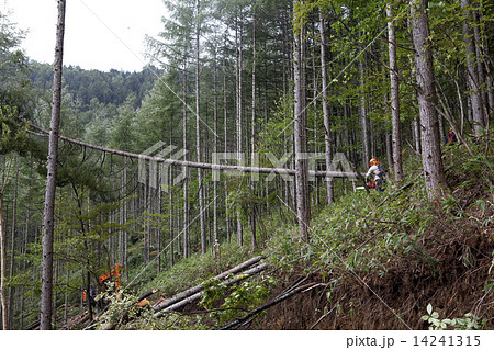 木材伐採 14241315