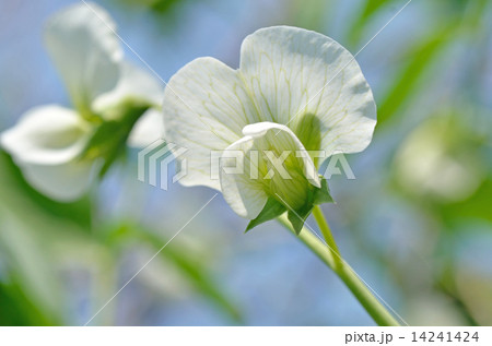 エンドウの花 14241424