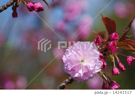緑に映える鮮やか八重桜 14241517