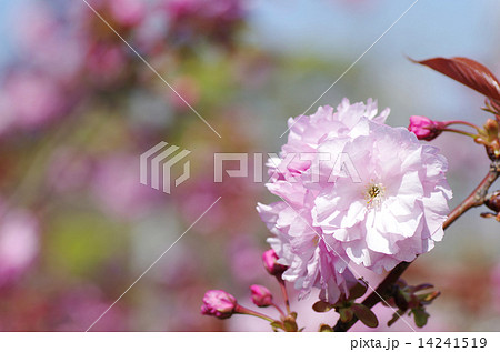 ふんわり青空八重桜 14241519
