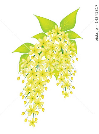 Beautiful Cassia Fistula Flower Isolated on White Background 14241817