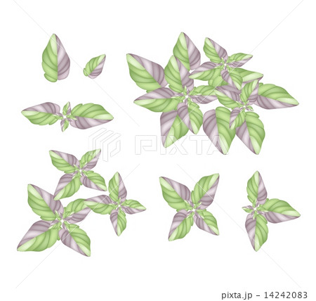 A Set of Acanthaceae Plant on White Background A Set of Acanthaceae Plant on White Background 14242083