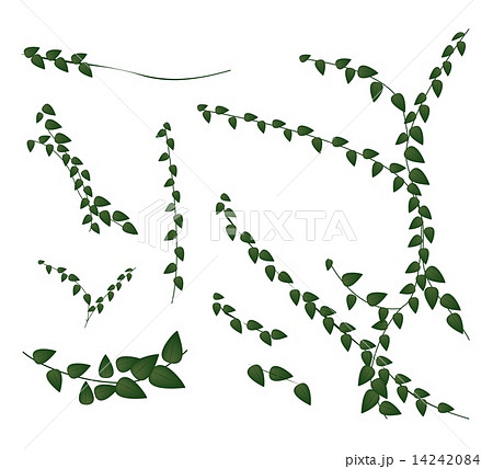A Set of Creeper Plant on White Background 14242084