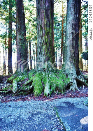 古木の背景素材・根がつながって生き続ける3本の巨木・縦位置 14242334