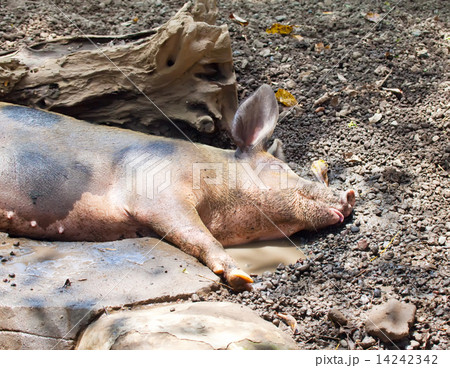 The big  pig lies in a puddle 14242342