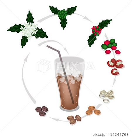 The Process of A Delicious Iced Coffee The Process of A Delicious Iced Coffee 14242763
